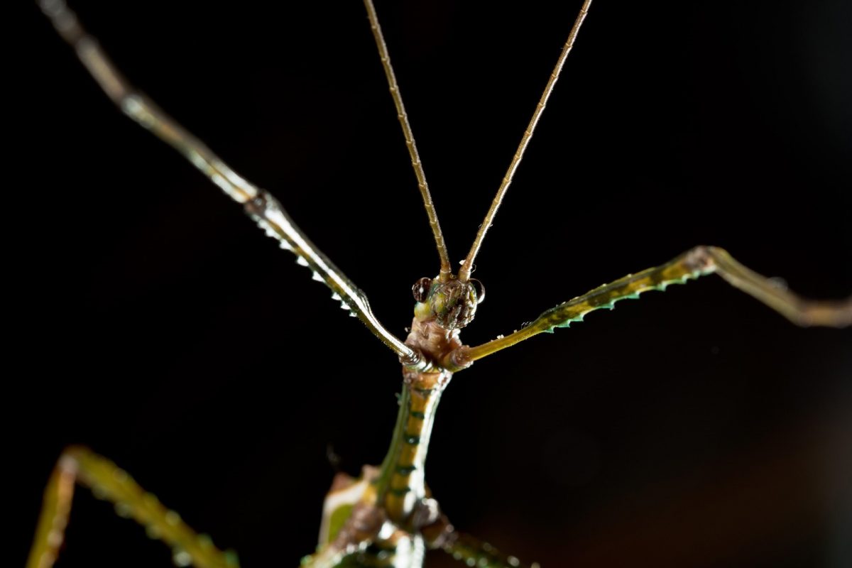 Giant Stick Insect – Goliath – Crazy Crabs of Perth, Western Australia